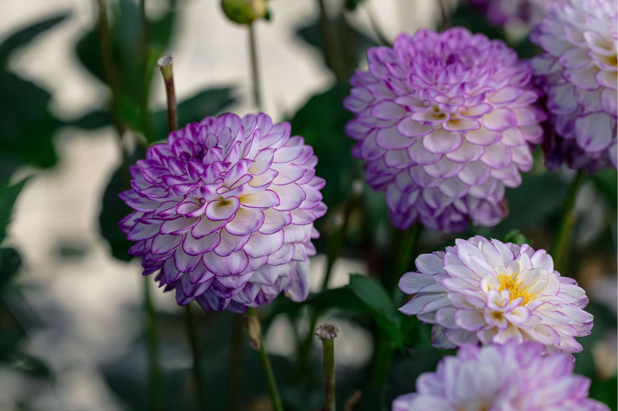 Dahlia 'Dreaming Maid'